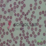 Prepared Microscope Slide - Human Blood Smear